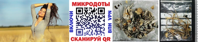 где купить наркоту  Баксан  Псилоцибиновые грибы мицелий 